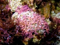 Rhodophyta (red algae)