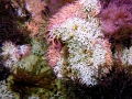 Rhodophyta (red algae)