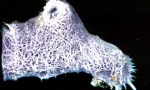 Haliclona mucifibrosa Holotype