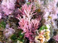 Rhodophyta (red algae)