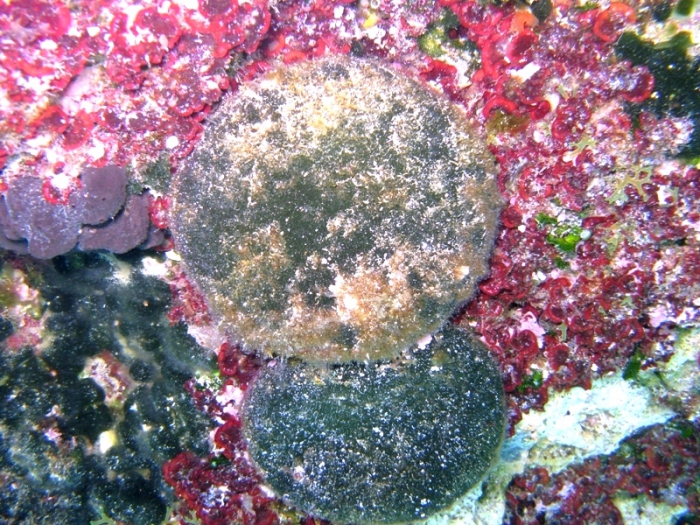 Codium bursa Codium bursa