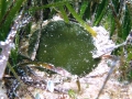 Chlorophyta (green algae)