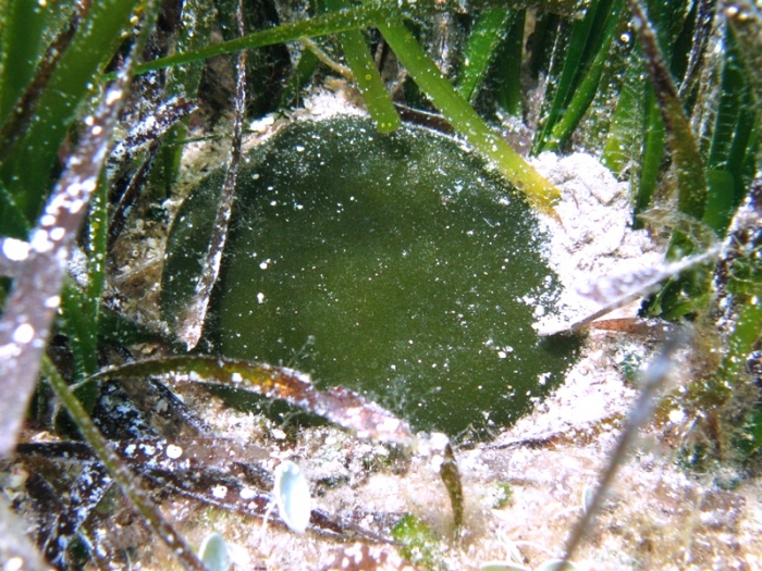 Codium bursa Codium bursa