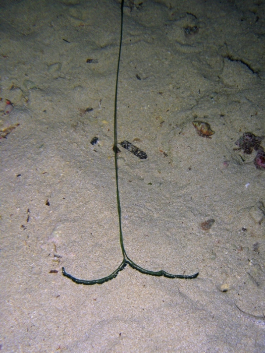 Bonellia viridis