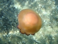 Scyphozoa (jelly fish)
