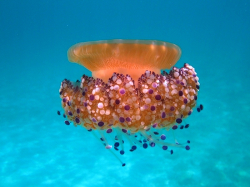 Cotylorhiza tuberculata