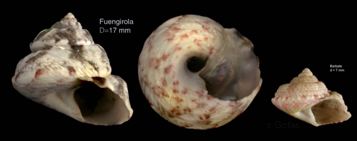 Gibbula magus (Linnaeus, 1758)  � Specimen from Fuengirola, S. Spain, actual size 17 mm / juvenile specimen from Barbate, actual size 7 mm