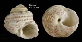 Gibbula guttadauri (Philippi, 1836)  — specimen from Barbate, S. Spain, actual size 7,4 mm 