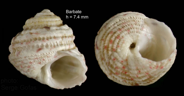 Gibbula guttadauri (Philippi, 1836)  � specimen from Barbate, S. Spain, actual size 7,4 mm 