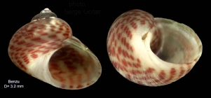 Gibbula drepanensis (Brugnone, 1873)  specimen from Benz(Ceuta), actual size 3,2 mm 