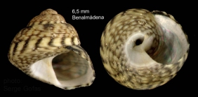 Gibbula racketti (Payraudeau, 1826)  specimen from Benalmdena, S. Spain, actual size 6,5 mm 