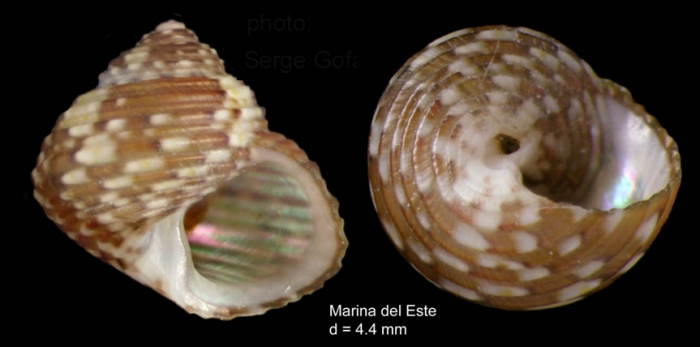 Gibbula turbinoides (Deshayes, 1835)  specimen from Marina del Este, Granada, S. Spain (actual size 4.4 mm) 