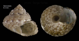 Gibbula ardens (von Salis, 1793)  specimen from a Cymodocea bed in Bay of Genoveses, Almer, S. Spain  (actual size 8.3 mm)