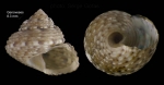 Gibbula ardens (von Salis, 1793) — specimen from a Cymodocea bed in Bay of Genoveses, Almería, S. Spain  (actual size 8.3 mm)