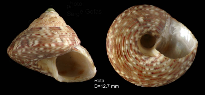 Gibbula umbilicaris (Linnaeus, 1758) — shell from Rota, SW Spain (actual size 12.7 mm)