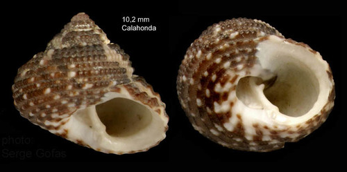 Clanculus cruciatus (Linnaeus, 1758) — specimen from Calahonda, Málaga, S. Spain (actual size 10.2 mm)
