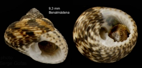 Clanculus jussieui (Payraudeau, 1826)    specimen from Benalmdena, S. Spain (actual size 9.3 mm)