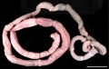 Polychaeta (bristle worms)