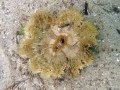 Anthozoa