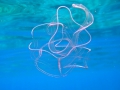 Ctenophora (sea gooseberries)