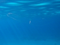 Ctenophora (sea gooseberries)