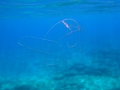 Ctenophora (sea gooseberries)