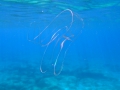 Ctenophora (sea gooseberries)