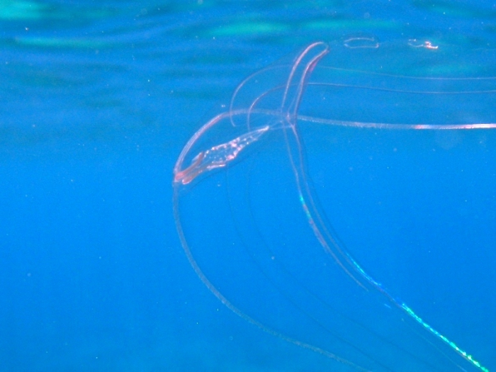 Cestum veneris Cestum veneris