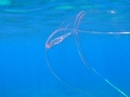 Ctenophora (sea gooseberries)