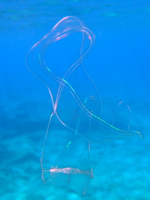 Cestum veneris Cestum veneris