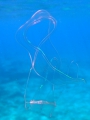 Ctenophora (sea gooseberries)