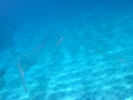 Ctenophora (sea gooseberries)