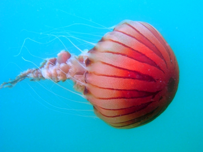 Chrysaora hysoscella Chrysaora hysoscella