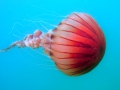 Scyphozoa (jelly fish)