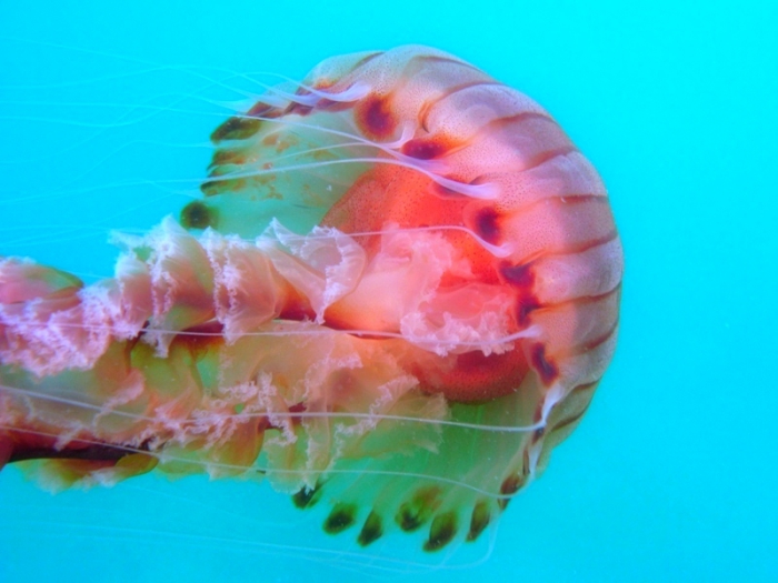 Chrysaora hysoscella Chrysaora hysoscella