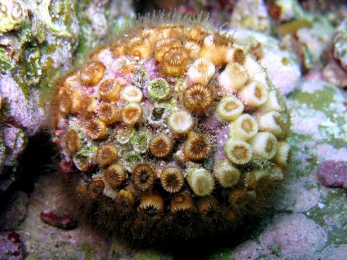 Cladocora caespitosa Cladocora caespitosa