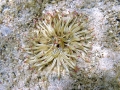 Anthozoa