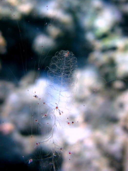 Forskalia sp. Forskalia sp.