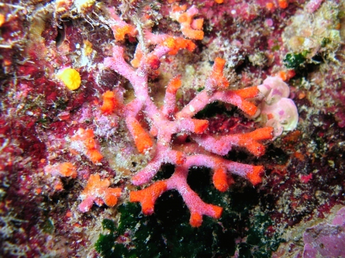 Myriapora truncata Myriapora truncata