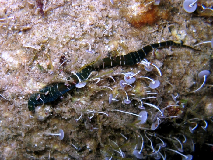 Notospermus geniculatus