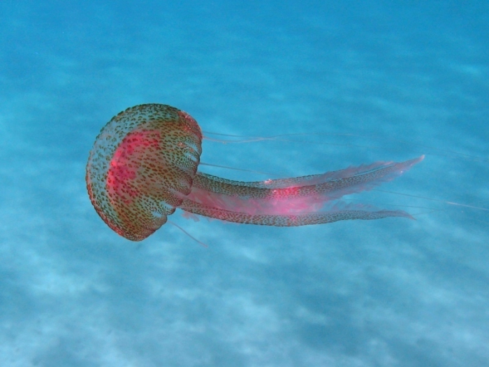 Pelagia noctiluca