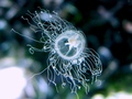 Hydrozoa (hydroids)