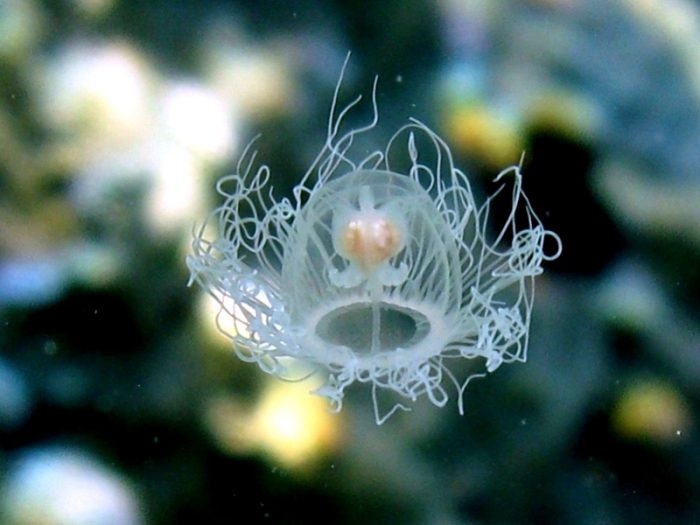 Oceania armata Oceania armata
