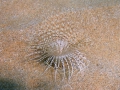Cerianthus membranaceus