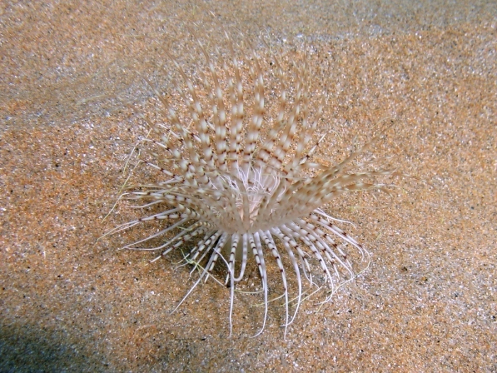 Cerianthus membranaceus Cerianthus membranaceus