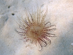 Cerianthus membranaceus, author: Pillon, Roberto