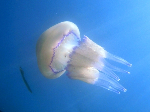 Rhizostoma pulmo