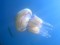 Scyphozoa (jelly fish)