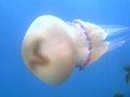 Scyphozoa (jelly fish)