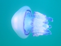 Scyphozoa (jelly fish)